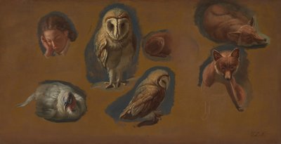 Studies of a Fox, a Barn Owl, a Peahen, and the Head of a Young Man by Jacques Laurent Agasse